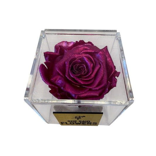 Rose éternelle Fushia satinée édition limitée