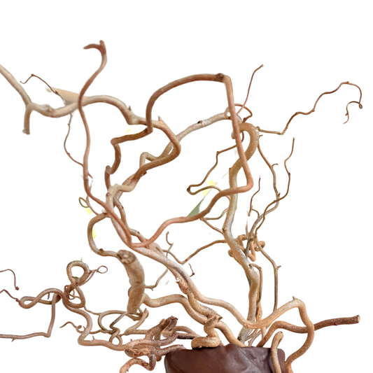 Branche Salix Tortuosa (unité)